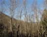carolina mountain house south carolina